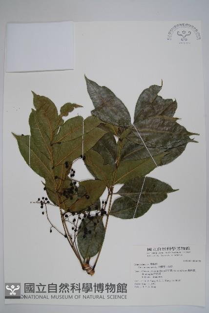 木蠟樹、山漆藏品圖，第1張