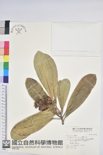 蘭嶼土沉香藏品圖，第1張