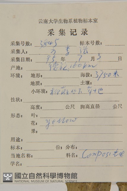 狗舌紫菀藏品圖，第2張