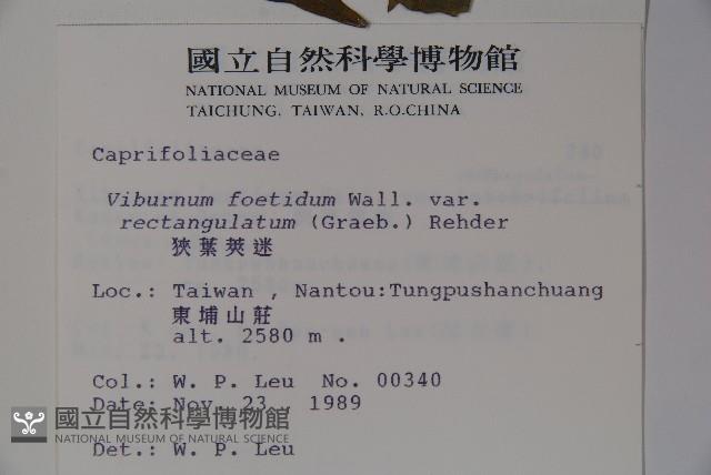 狹葉莢迷藏品圖，第2張