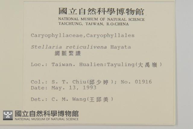 網脈繁縷藏品圖，第2張