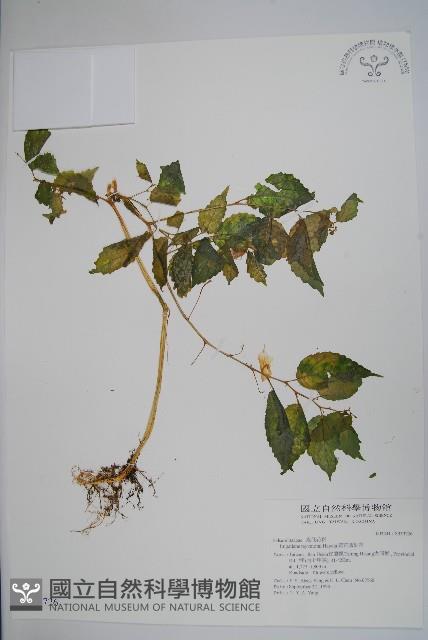 黃花鳳仙花藏品圖，第1張