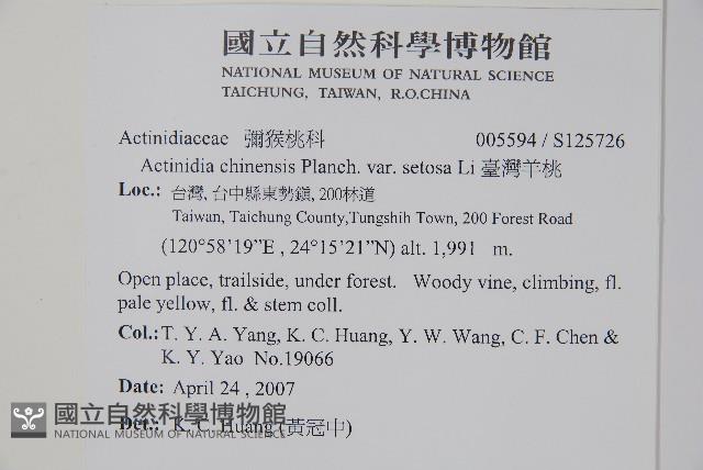 臺灣羊桃藏品圖，第2張