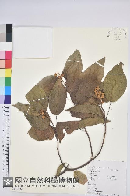 扛香藤藏品圖，第1張