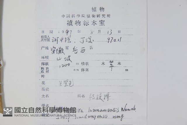 華東杏葉沙參藏品圖，第2張