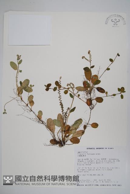 臺灣附地草藏品圖，第1張