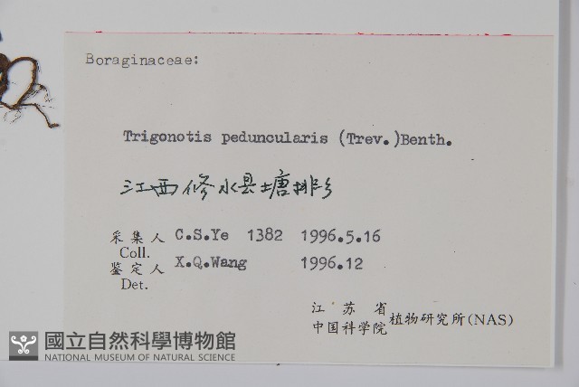 附地菜藏品圖，第2張