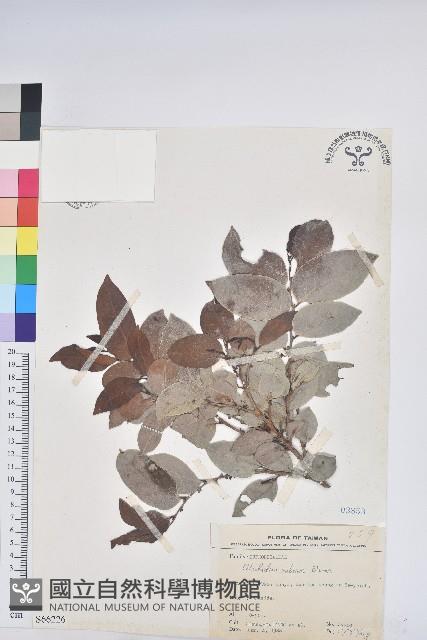 細葉饅頭果藏品圖，第1張