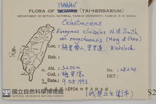 絨楚丘生衛矛藏品圖，第2張