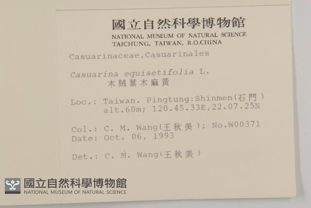 木麻黃藏品圖，第2張