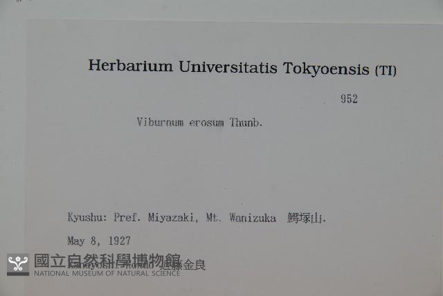 松田氏莢迷、宜昌莢迷藏品圖，第2張