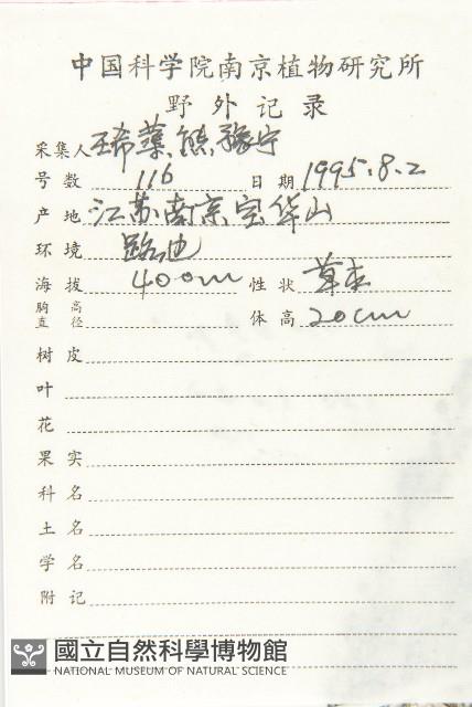 獨行菜藏品圖，第2張