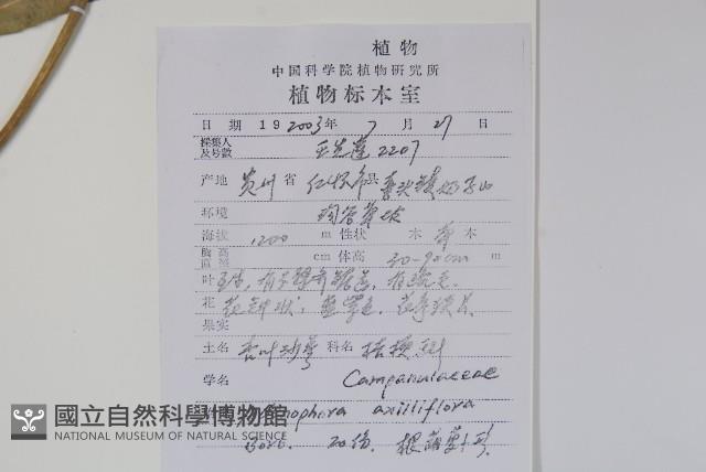 杏葉沙參藏品圖，第2張