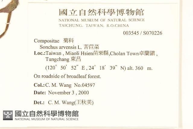 苦苣菜藏品圖，第2張