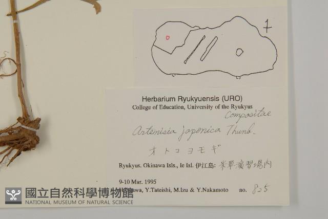 牡蒿藏品圖，第2張