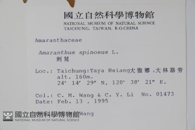 刺莧藏品圖，第2張