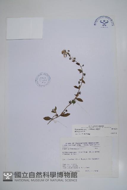 盾果草藏品圖，第1張