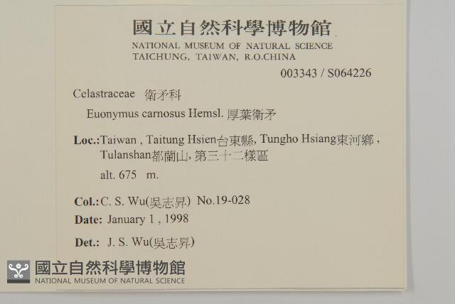 Genichi Euonymus Collection Image, Figure 2, Total 2 Figures