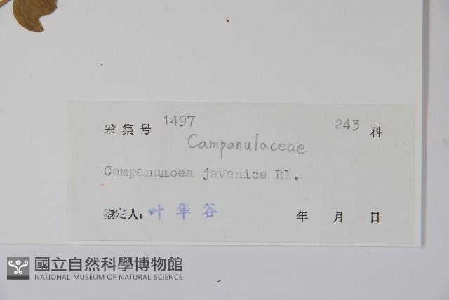 大花金錢豹藏品圖，第2張