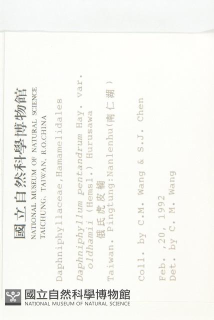 俄氏虎皮楠藏品圖，第2張