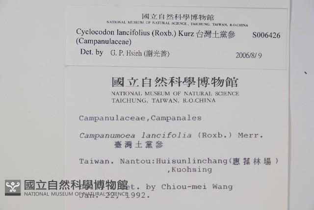 台灣土黨參藏品圖，第2張