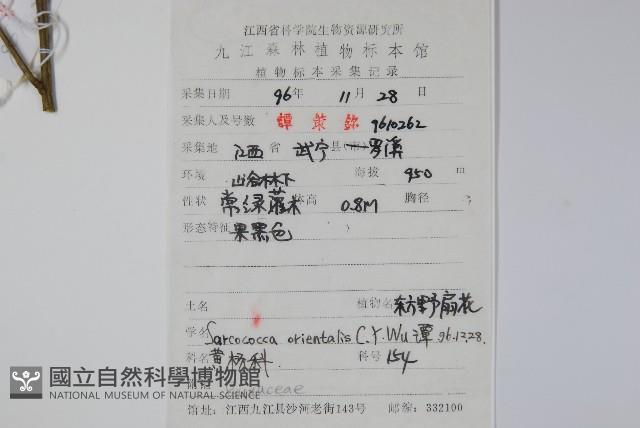 東方野扇花藏品圖，第2張