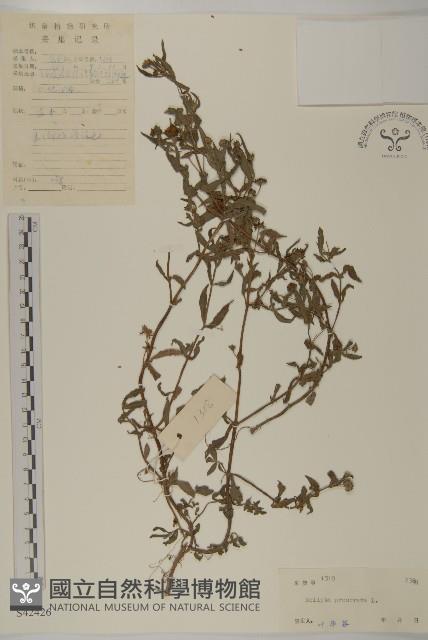 鱧腸藏品圖，第1張