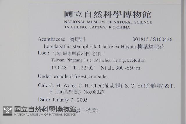 柳葉鱗球花藏品圖，第2張