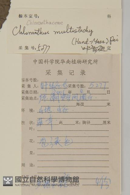 多穗金粟蘭藏品圖，第2張