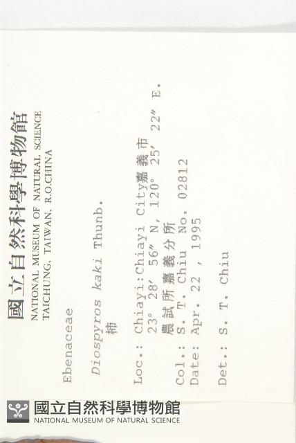 柿、柿仔、紅柿藏品圖，第2張