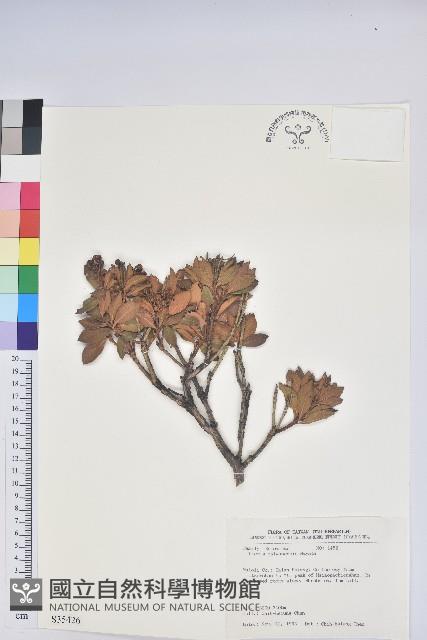 臺灣馬醉木藏品圖，第1張