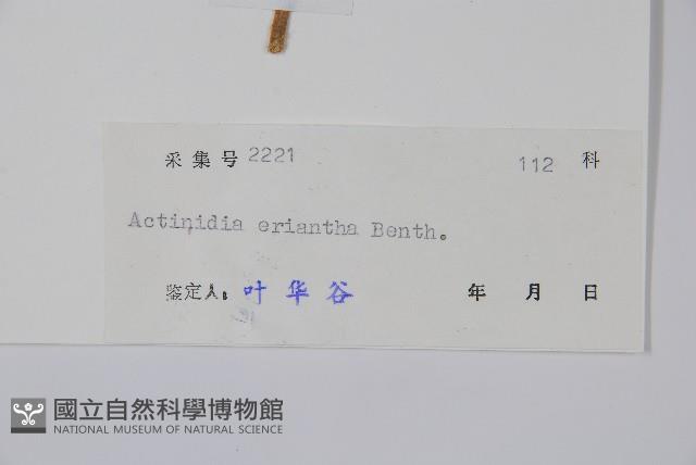 毛花楊桃藏品圖，第2張