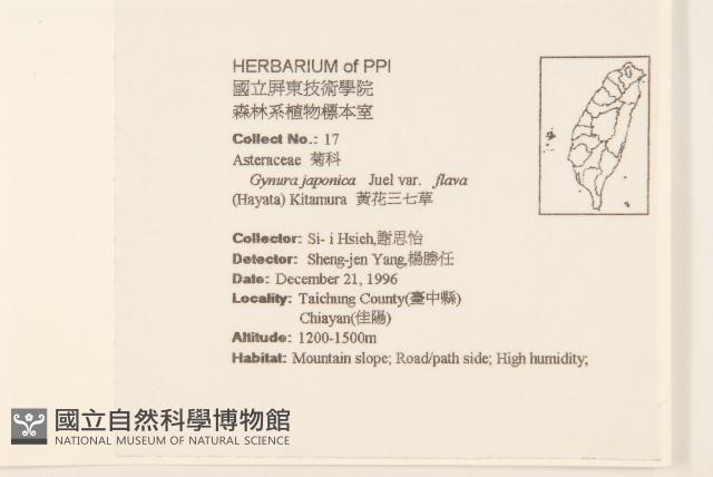 黃花三七草藏品圖，第2張