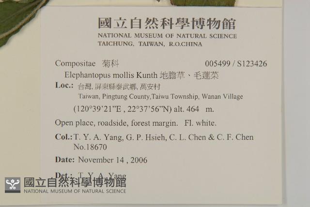 地膽草、毛蓮菜藏品圖，第2張