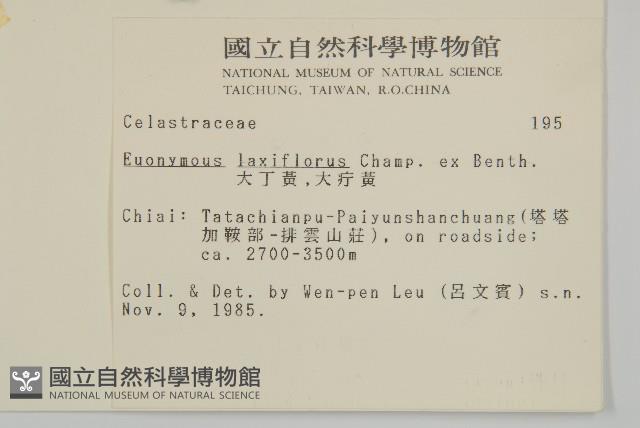 大丁黃藏品圖，第2張