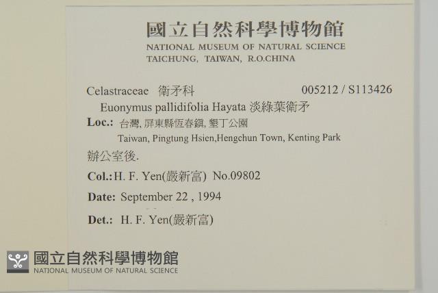 淡綠葉衛矛藏品圖，第2張