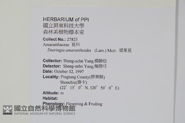 漿果莧、紐藤藏品圖，第2張