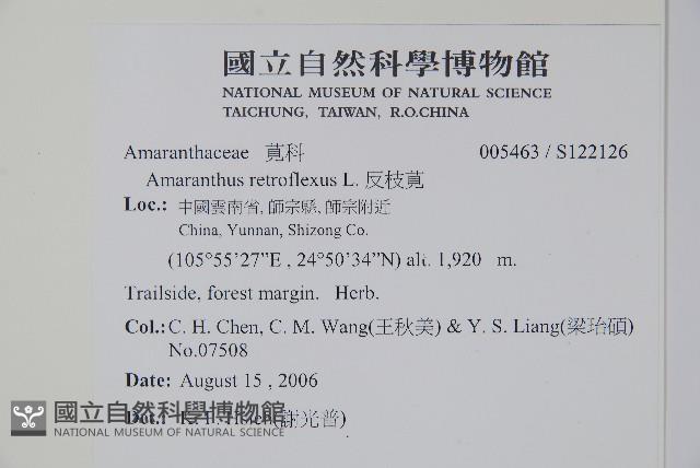 反枝莧藏品圖，第2張