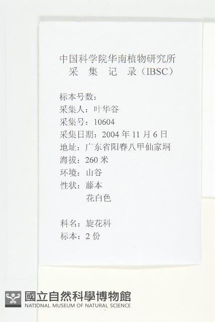 毛姬旋花藏品圖，第2張