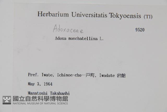 五福花藏品圖，第2張