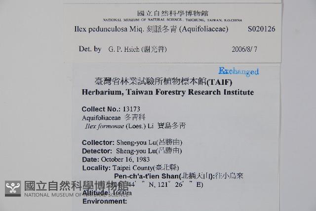 刻脈冬青藏品圖，第2張