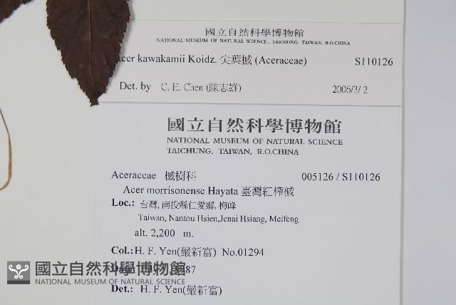 尖葉槭藏品圖，第2張