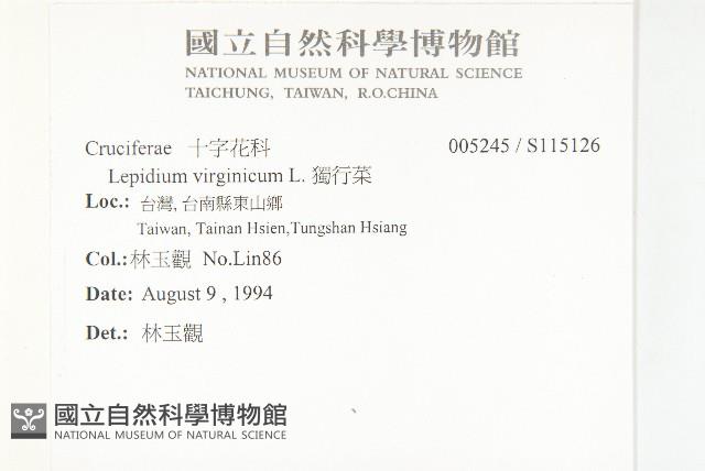 獨行菜藏品圖，第2張