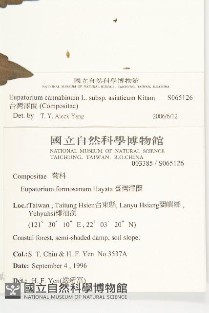 台灣澤蘭藏品圖，第2張