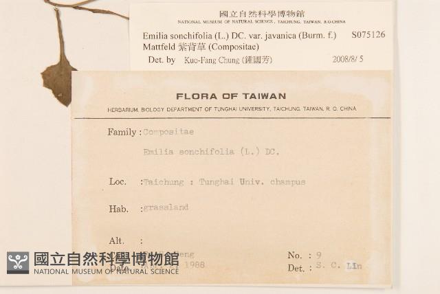 紫背草藏品圖，第2張