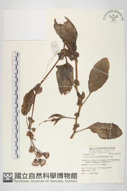 蘭嶼木耳菜藏品圖，第1張