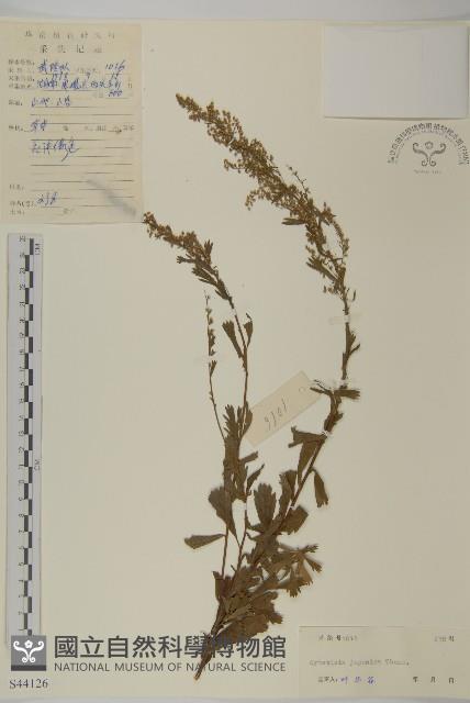 牡蒿藏品圖，第1張