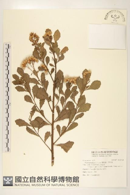 鯽魚膽、闊苞菊藏品圖，第1張