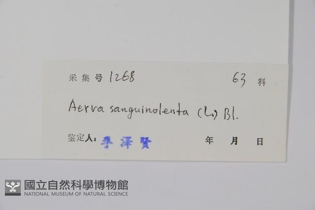 蔓雞冠、絹毛莧藏品圖，第2張