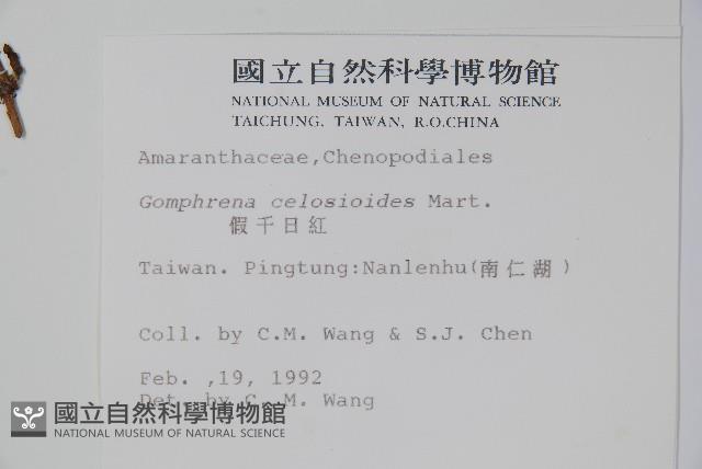 蓮子草藏品圖，第2張